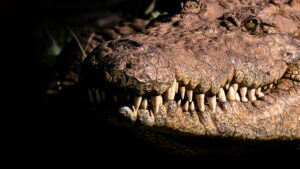 Africa’s Deadliest