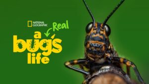 A Real Bug’s Life