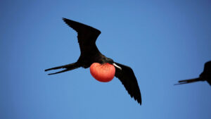 Castro’s Secret Reef