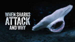 When Sharks Attack… And Why