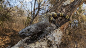 Wild Central America