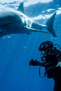 Swimming With Monsters