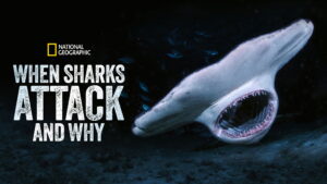 When Sharks Attack… And Why