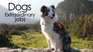 Dogs with Extraordinary Jobs