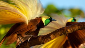 Winged Seduction: Birds of Paradise