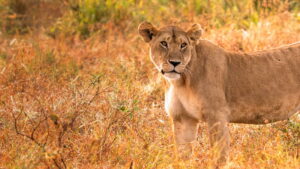Lion Kingdom