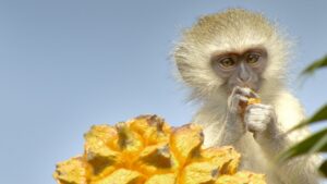 Africa’s Hidden Kingdoms