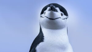 Secrets of the Penguins