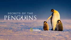 Secrets of the Penguins