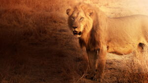 Lion Kingdom