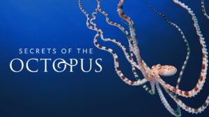 Secrets of the Octopus