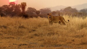 Lion Kingdom
