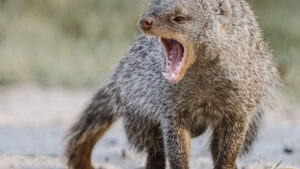 Africa’s Deadliest