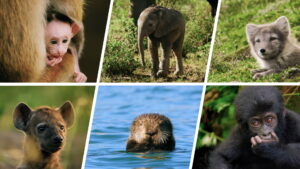 Animal Babies: First Year on Earth