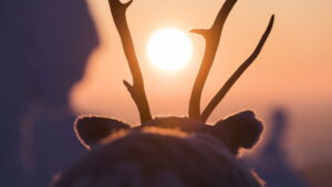 A Reindeer’s Journey