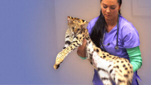 Animal ER