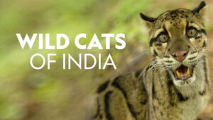 Wild Cats of India
