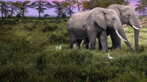 Secrets of the Elephants