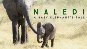 Naledi: A Baby Elephant’s Tale