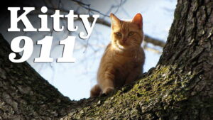 Kitty 911