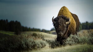 America’s Greatest Animals