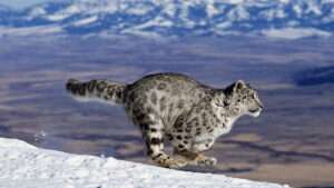 Nature’s Fast Attacks