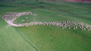 Aerial New Zealand