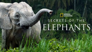 Secrets of the Elephants