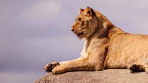 Lion Kingdom