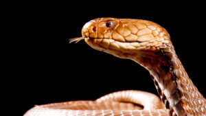 Cobra Mafia