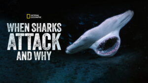 When Sharks Attack… And Why