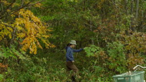 Little Forest: Summer/Autumn