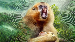 Secret World of Sound with David Attenborough