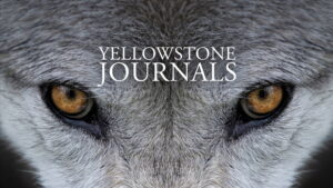 Yellowstone Journals