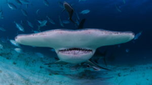 When Sharks Attack… And Why