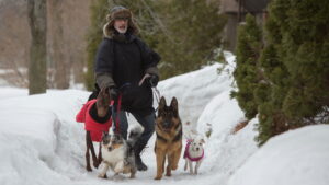 The New Life of Paul Sneijder