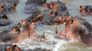 Africa’s Deadliest