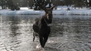 America’s Greatest Animals