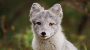 A Reindeer’s Journey