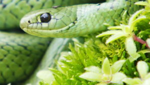 Africa’s Hidden Kingdoms