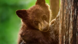 America’s National Parks (2022)