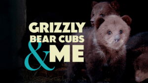 Grizzly Bear Cubs and Me