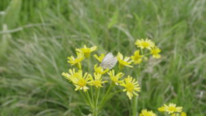 Little Forest: Winter/Spring