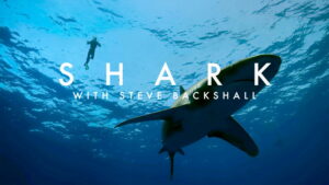 Shark with Steve Backshall
