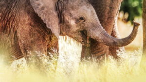 Secrets of the Elephants