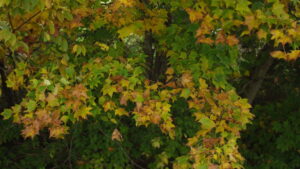 Little Forest: Summer/Autumn