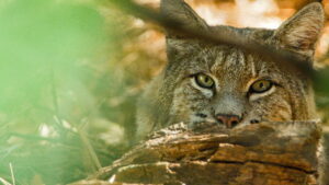 America’s National Parks (2022)