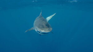 Sharkwater Extinction