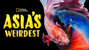 Asia’s Weirdest
