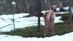 A Reindeer’s Journey